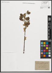 Foto von Salix phylicifolia L.